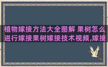 植物嫁接方法大全图解 果树怎么进行嫁接果树嫁接技术视频,嫁接方法图解